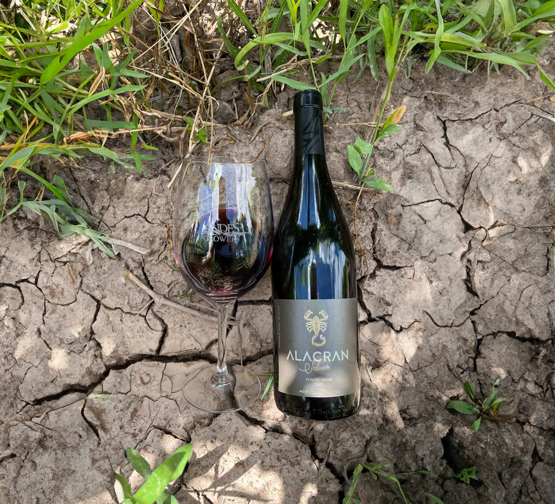 Alacrán Seducción Pinot Noir sobre tierra de Mendoza