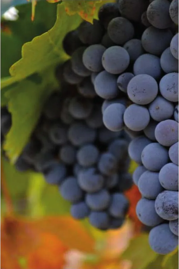Alacrán terroir